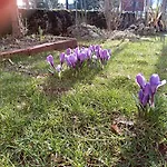 Ris Gorski Kotar Crni Lug * Delnice