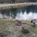 Ris Gorski Kotar Crni Lug * Delnice