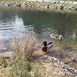 Ris Gorski Kotar Crni Lug * Delnice