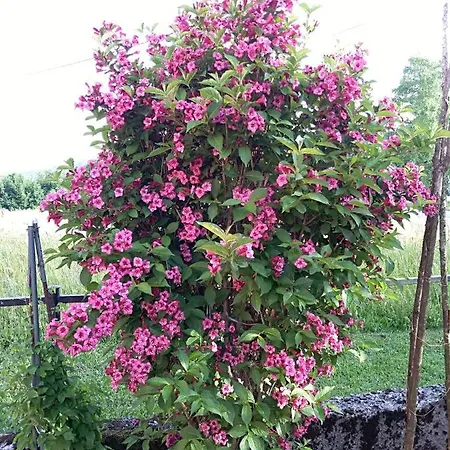 Ris Gorski Kotar Crni Lug *