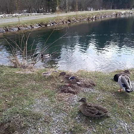 Ris Gorski Kotar Crni Lug * Delnice