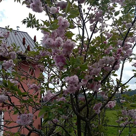 Ris Gorski Kotar Crni Lug *