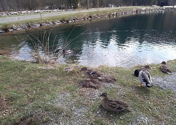 Ris Gorski Kotar Crni Lug * Delnice